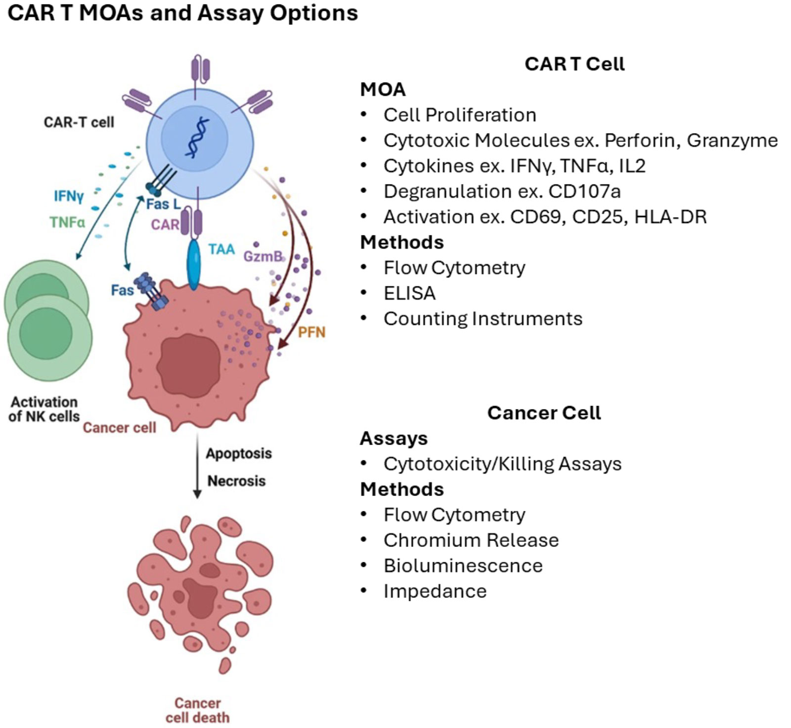 General mechanisms of CAR T cell killing and assay methods for measurement