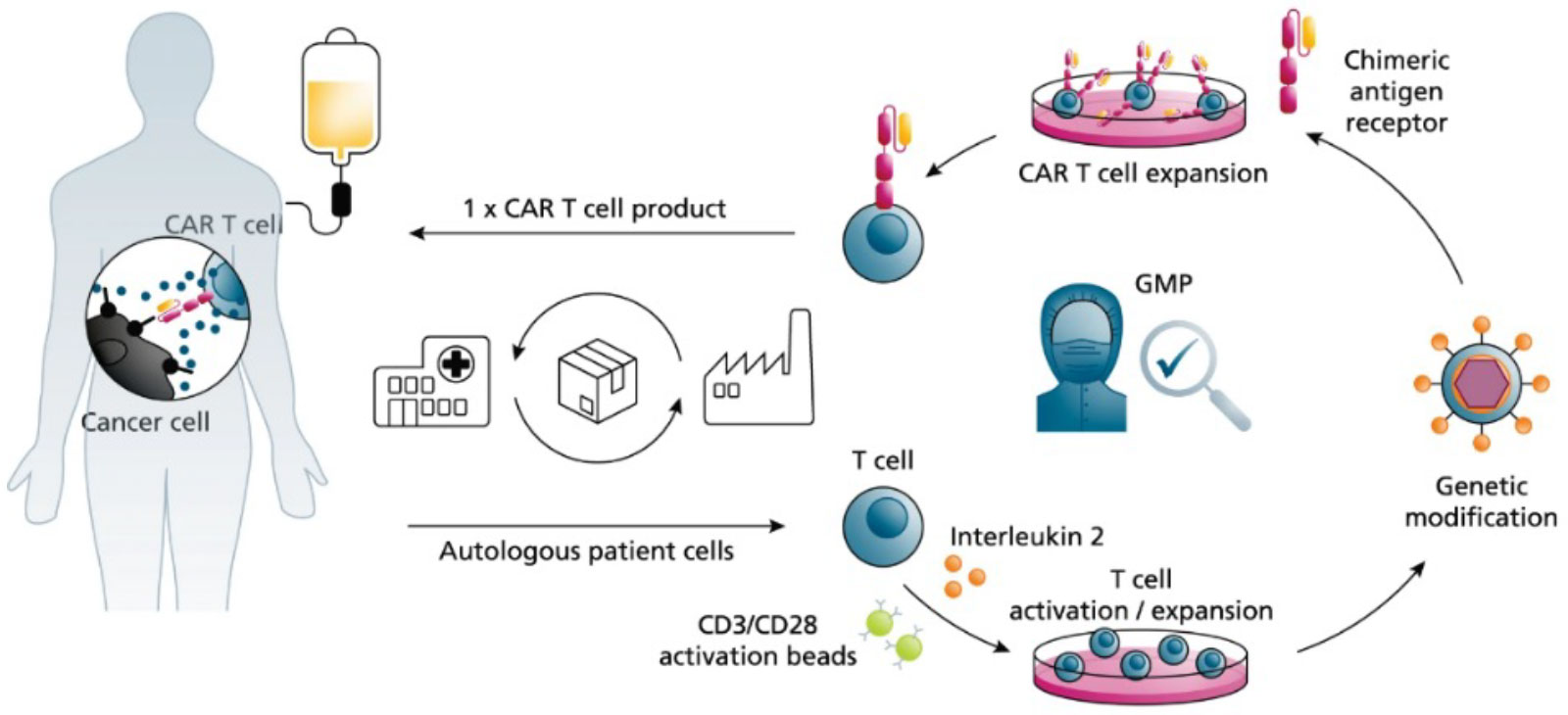 Generic CAR T Cell Production Process